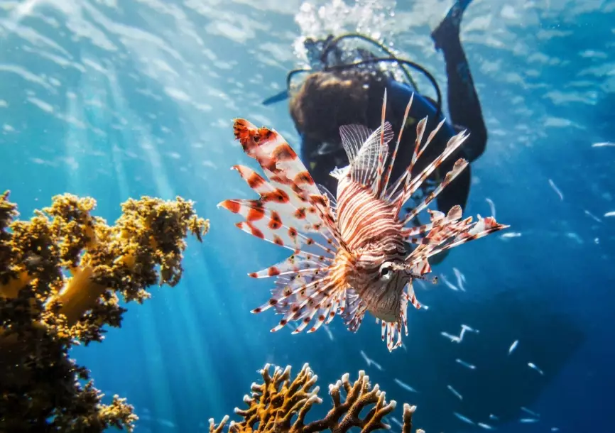 Cozumel diving Cozumel diving