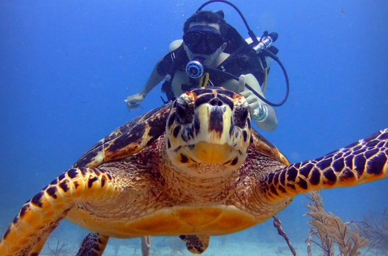 scuba diving seasons scuba diving seasons