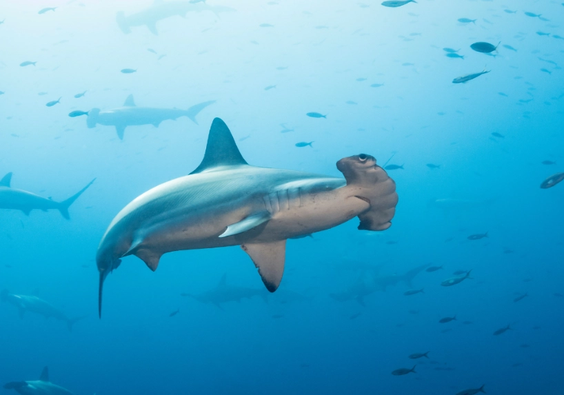 diving season by month diving season by month