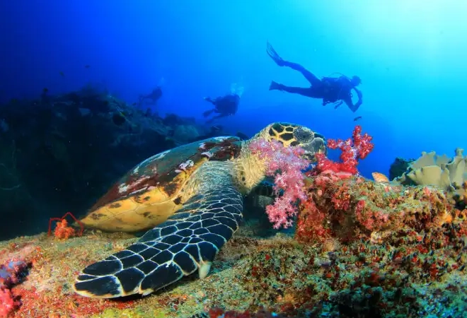 Cozumel diving Cozumel diving