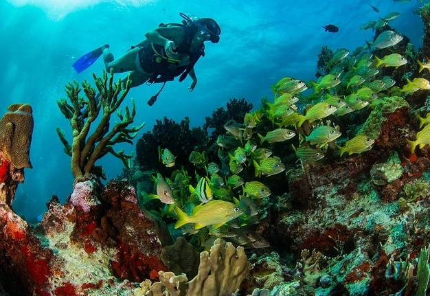 best scuba diving Cancun best scuba diving Cancun