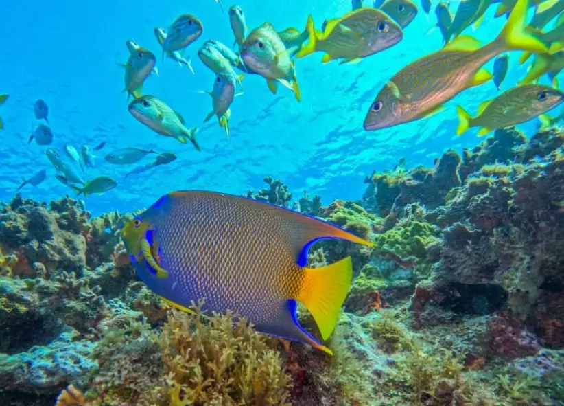 Cozumel diving Cozumel diving