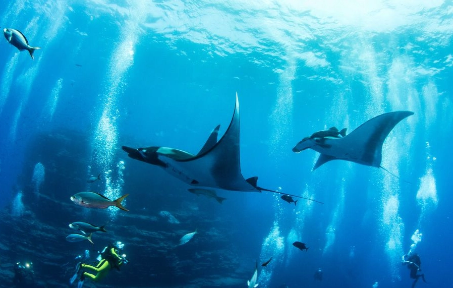 scuba diving Mexico scuba diving Mexico