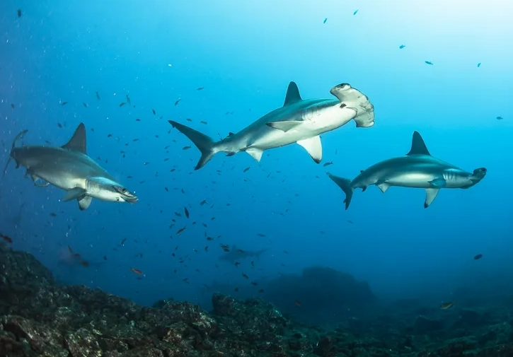 best diving spots Mexico best diving spots Mexico