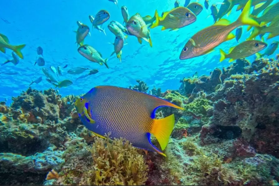 What are the best places to scuba dive in mexico all