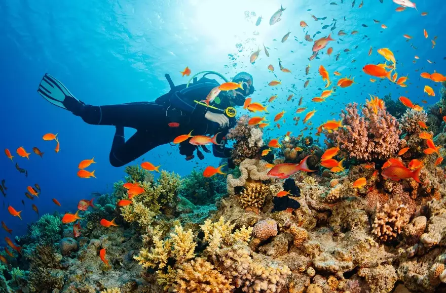 Thailand dive sites Thailand dive sites