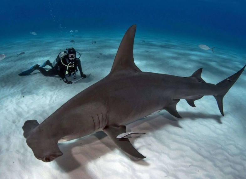 technical diving risks